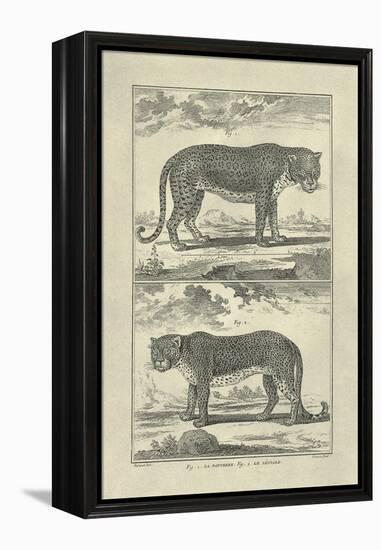 Panther and Leopard-Denis Diderot-Framed Stretched Canvas