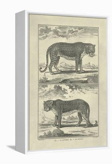 Panther and Leopard-Denis Diderot-Framed Stretched Canvas