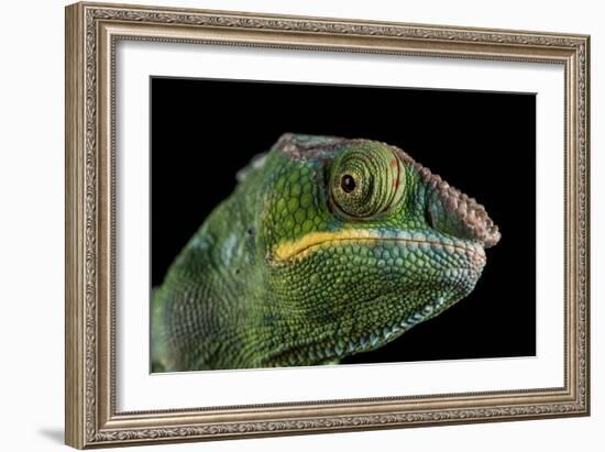 Panther Chameleon (Furcifer Pardalis), captive, Madagascar, Africa-Janette Hill-Framed Photographic Print