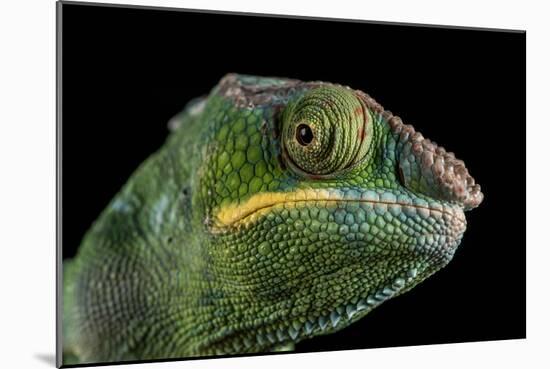 Panther Chameleon (Furcifer Pardalis), captive, Madagascar, Africa-Janette Hill-Mounted Photographic Print