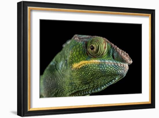 Panther Chameleon (Furcifer Pardalis), captive, Madagascar, Africa-Janette Hill-Framed Photographic Print