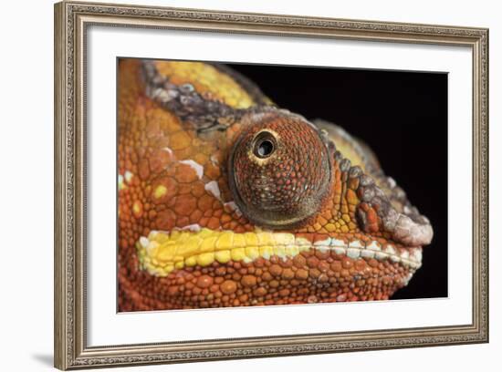 Panther Chameleon (Furcifer Pardalis), captive, Madagascar, Africa-Janette Hill-Framed Photographic Print