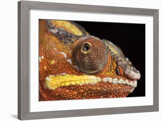 Panther Chameleon (Furcifer Pardalis), captive, Madagascar, Africa-Janette Hill-Framed Photographic Print
