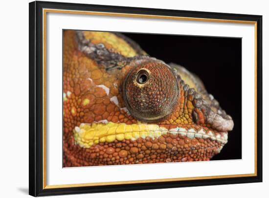 Panther Chameleon (Furcifer Pardalis), captive, Madagascar, Africa-Janette Hill-Framed Photographic Print