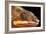 Panther Chameleon (Furcifer Pardalis), captive, Madagascar, Africa-Janette Hill-Framed Photographic Print