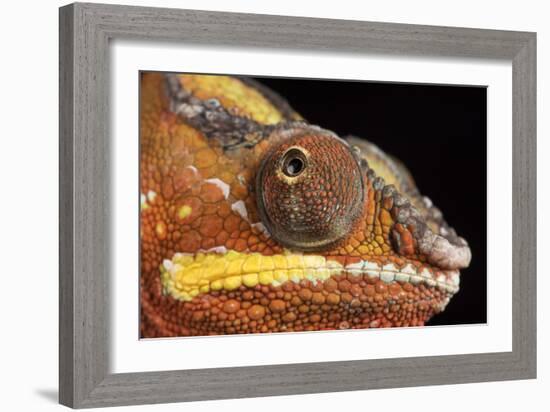 Panther Chameleon (Furcifer Pardalis), captive, Madagascar, Africa-Janette Hill-Framed Photographic Print