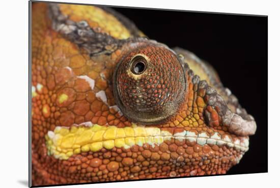 Panther Chameleon (Furcifer Pardalis), captive, Madagascar, Africa-Janette Hill-Mounted Photographic Print