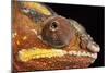 Panther Chameleon (Furcifer Pardalis), captive, Madagascar, Africa-Janette Hill-Mounted Photographic Print