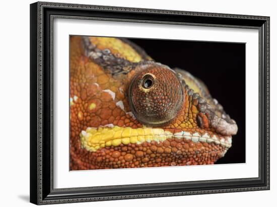 Panther Chameleon (Furcifer Pardalis), captive, Madagascar, Africa-Janette Hill-Framed Photographic Print