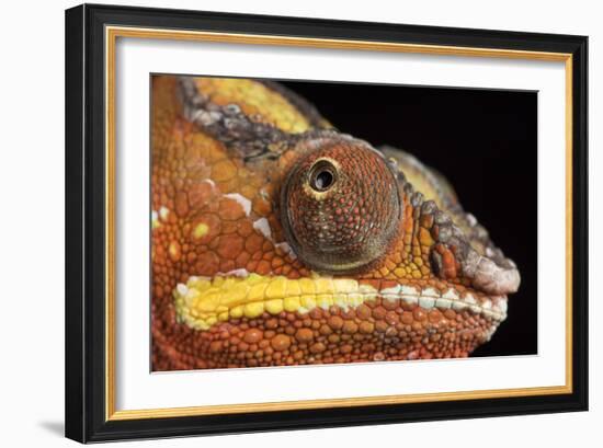 Panther Chameleon (Furcifer Pardalis), captive, Madagascar, Africa-Janette Hill-Framed Photographic Print