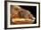 Panther Chameleon (Furcifer Pardalis), captive, Madagascar, Africa-Janette Hill-Framed Photographic Print