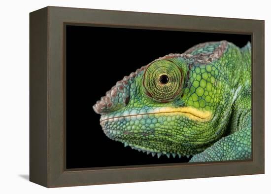 Panther Chameleon (Furcifer Pardalis), captive, Madagascar, Africa-Janette Hill-Framed Premier Image Canvas