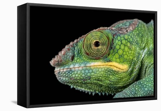 Panther Chameleon (Furcifer Pardalis), captive, Madagascar, Africa-Janette Hill-Framed Premier Image Canvas