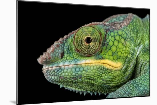 Panther Chameleon (Furcifer Pardalis), captive, Madagascar, Africa-Janette Hill-Mounted Photographic Print