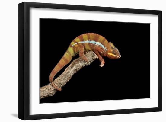 Panther Chameleon (Furcifer Pardalis), captive, Madagascar, Africa-Janette Hill-Framed Photographic Print