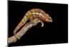 Panther Chameleon (Furcifer Pardalis), captive, Madagascar, Africa-Janette Hill-Mounted Photographic Print