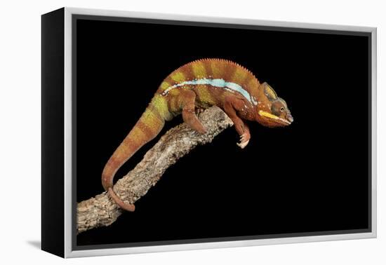 Panther Chameleon (Furcifer Pardalis), captive, Madagascar, Africa-Janette Hill-Framed Premier Image Canvas