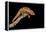 Panther Chameleon (Furcifer Pardalis), captive, Madagascar, Africa-Janette Hill-Framed Premier Image Canvas