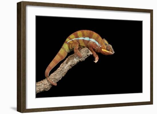 Panther Chameleon (Furcifer Pardalis), captive, Madagascar, Africa-Janette Hill-Framed Photographic Print