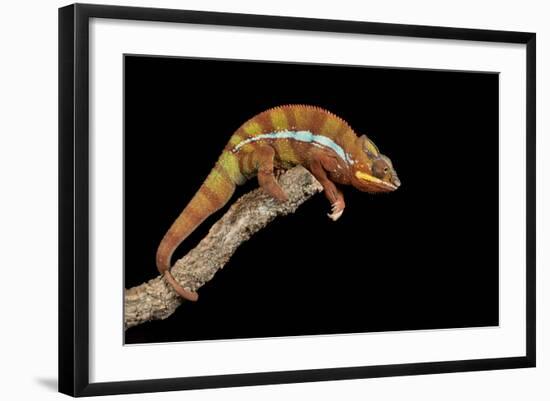 Panther Chameleon (Furcifer Pardalis), captive, Madagascar, Africa-Janette Hill-Framed Photographic Print