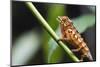 Panther chameleon (Furcifer pardalis), Ivoloina Zoological Park, Tamatave, Madagascar, Africa-Christian Kober-Mounted Photographic Print