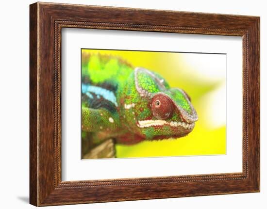 Panther Chameleon, Madagascar, Africa-Stuart Westmorland-Framed Photographic Print