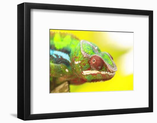 Panther Chameleon, Madagascar, Africa-Stuart Westmorland-Framed Photographic Print