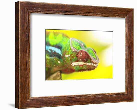 Panther Chameleon, Madagascar, Africa-Stuart Westmorland-Framed Photographic Print