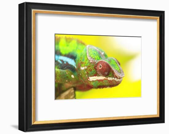 Panther Chameleon, Madagascar, Africa-Stuart Westmorland-Framed Photographic Print