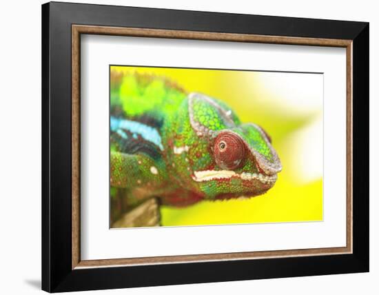 Panther Chameleon, Madagascar, Africa-Stuart Westmorland-Framed Photographic Print