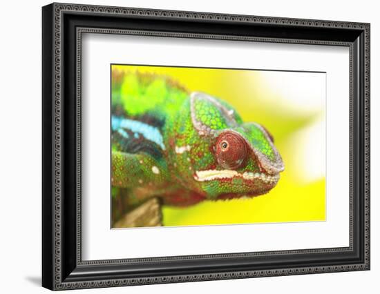 Panther Chameleon, Madagascar, Africa-Stuart Westmorland-Framed Photographic Print