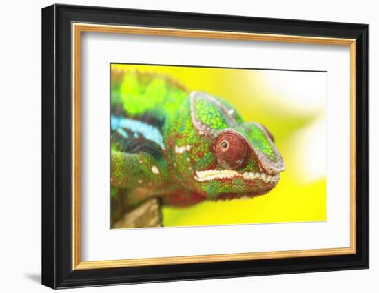 Panther Chameleon, Madagascar, Africa-Stuart Westmorland-Framed Photographic Print