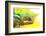 Panther Chameleon, Madagascar, Africa-Stuart Westmorland-Framed Photographic Print