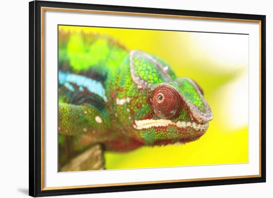 Panther Chameleon, Madagascar, Africa-Stuart Westmorland-Framed Photographic Print