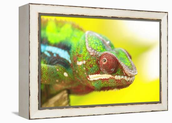 Panther Chameleon, Madagascar, Africa-Stuart Westmorland-Framed Premier Image Canvas