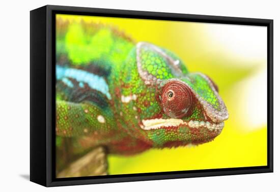 Panther Chameleon, Madagascar, Africa-Stuart Westmorland-Framed Premier Image Canvas