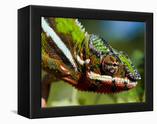 Panther Chameleon Showing Colour Change, Sambava, North-East Madagascar-Inaki Relanzon-Framed Premier Image Canvas