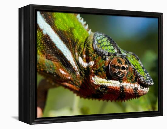 Panther Chameleon Showing Colour Change, Sambava, North-East Madagascar-Inaki Relanzon-Framed Premier Image Canvas