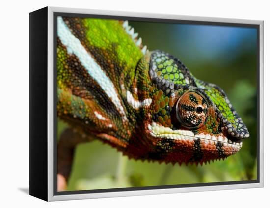 Panther Chameleon Showing Colour Change, Sambava, North-East Madagascar-Inaki Relanzon-Framed Premier Image Canvas