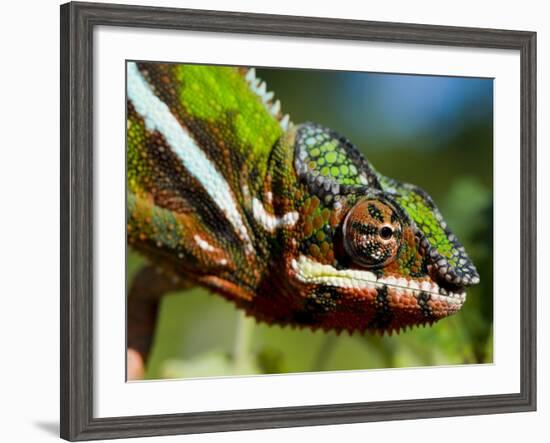 Panther Chameleon Showing Colour Change, Sambava, North-East Madagascar-Inaki Relanzon-Framed Photographic Print