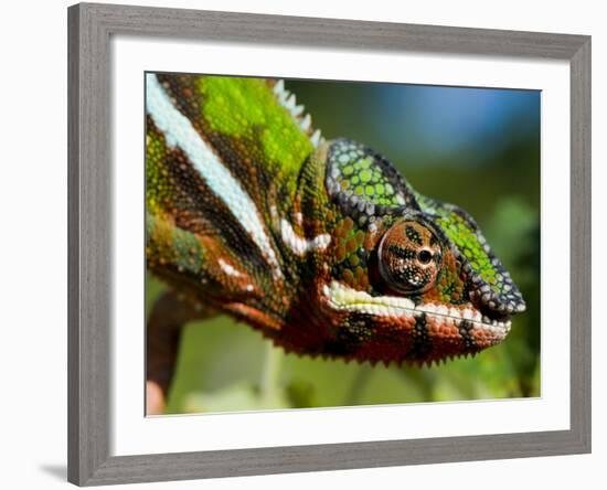 Panther Chameleon Showing Colour Change, Sambava, North-East Madagascar-Inaki Relanzon-Framed Photographic Print