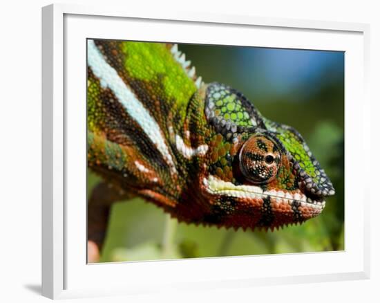 Panther Chameleon Showing Colour Change, Sambava, North-East Madagascar-Inaki Relanzon-Framed Photographic Print