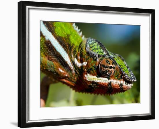 Panther Chameleon Showing Colour Change, Sambava, North-East Madagascar-Inaki Relanzon-Framed Photographic Print