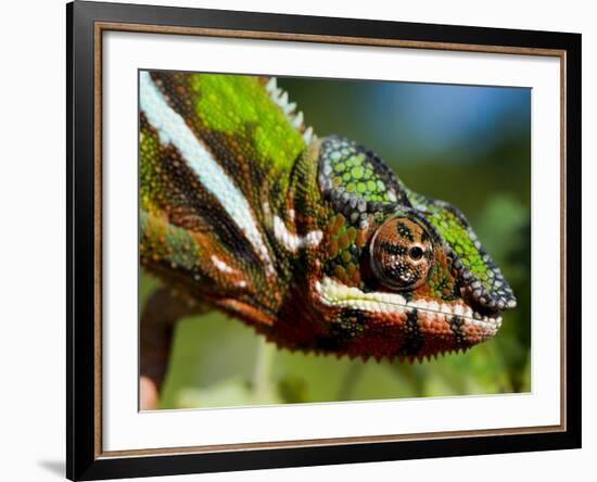 Panther Chameleon Showing Colour Change, Sambava, North-East Madagascar-Inaki Relanzon-Framed Photographic Print