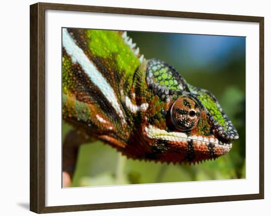 Panther Chameleon Showing Colour Change, Sambava, North-East Madagascar-Inaki Relanzon-Framed Photographic Print