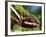 Panther Chameleon Showing Colour Change, Sambava, North-East Madagascar-Inaki Relanzon-Framed Photographic Print