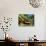 Panther Chameleon Showing Colour Change, Sambava, North-East Madagascar-Inaki Relanzon-Mounted Photographic Print displayed on a wall