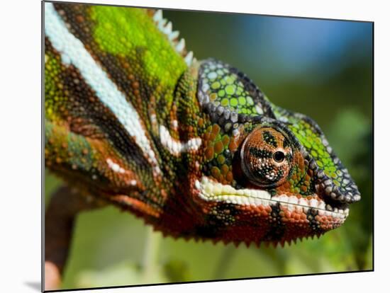 Panther Chameleon Showing Colour Change, Sambava, North-East Madagascar-Inaki Relanzon-Mounted Photographic Print