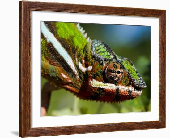 Panther Chameleon Showing Colour Change, Sambava, North-East Madagascar-Inaki Relanzon-Framed Photographic Print