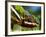 Panther Chameleon Showing Colour Change, Sambava, North-East Madagascar-Inaki Relanzon-Framed Photographic Print